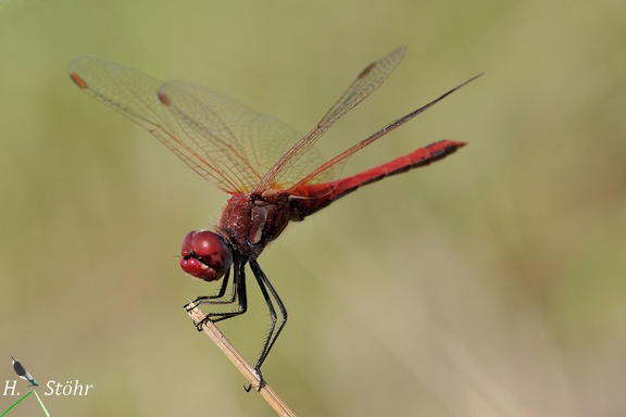 Frühe Heidelibelle (Sympetrum fonscolombii)